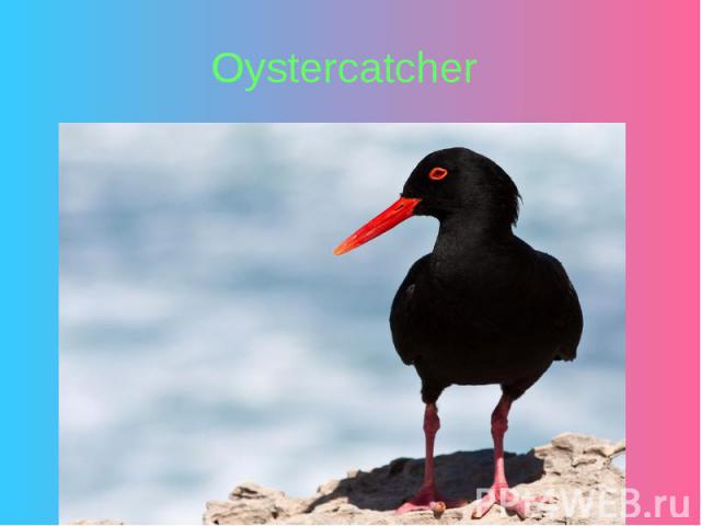 Oystercatcher
