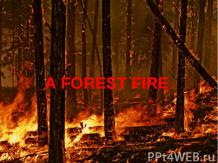 A FOREST FIRE