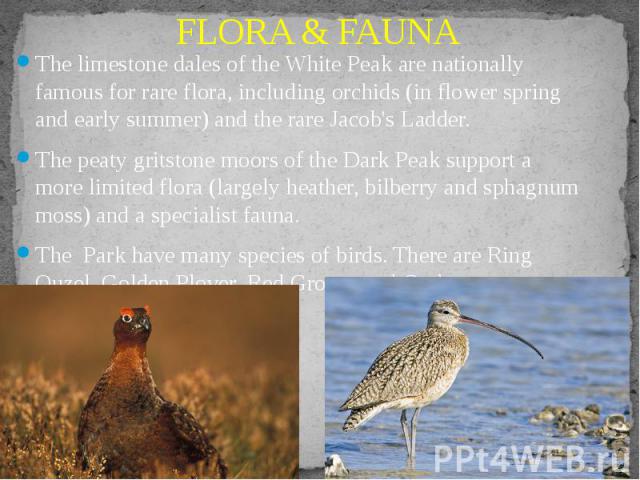 FLORA & FAUNA The limestone dales of the White Peak are nationally famous for rare flora, including orchids (in flower spring and early summer) and the rare Jacob's Ladder. The peaty gritstone moors of the Dark Peak support a more limited flora …