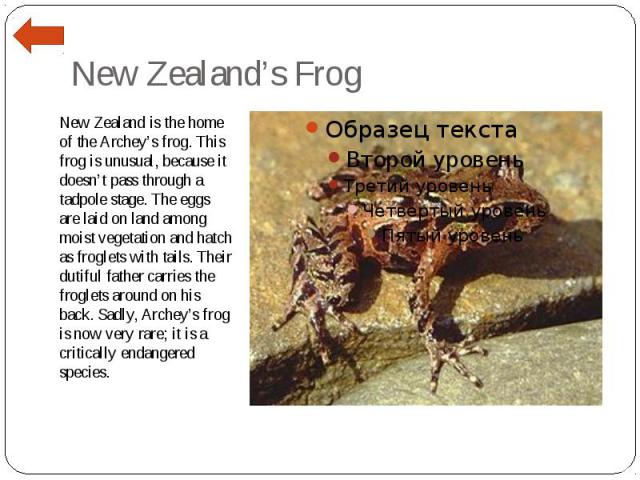 New Zealand’s Frog