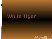 White TIger