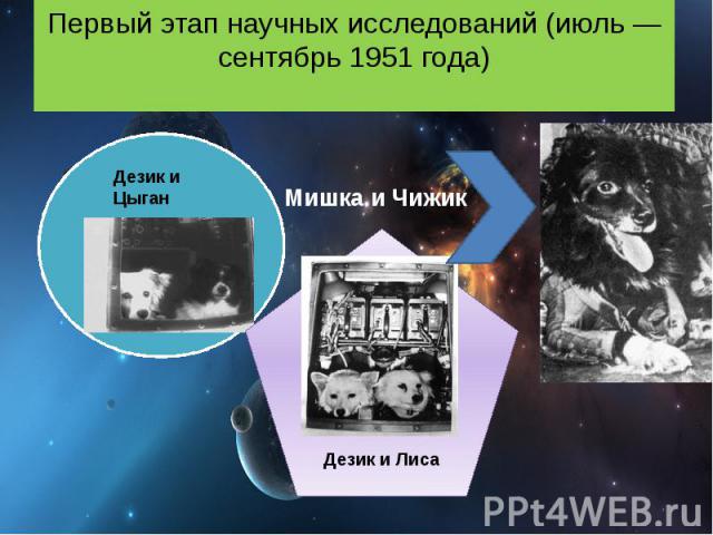 Первый этап научных исследований (июль — сентябрь 1951 года) Мишка и Чижик