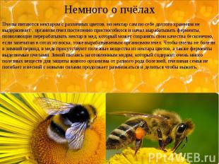 Немного о пчёлах Пчелы питаются нектаром с различных цветов, но нектар сам по се