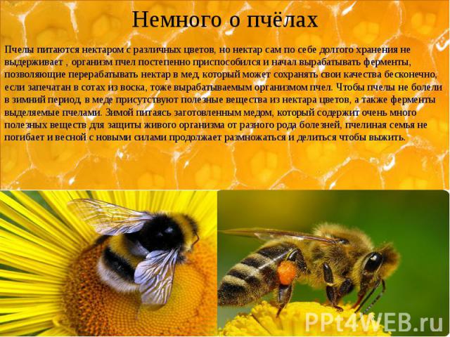 Немного о пчёлах Пчелы питаются нектаром с различных цветов, но нектар сам по себе долгого хранения не выдерживает , организм пчел постепенно приспособился и начал вырабатывать ферменты, позволяющие перерабатывать нектар в мед, который может сохраня…