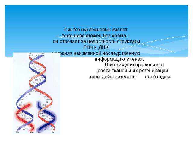 Синтез нуклеиновых кислот тоже невозможен без хрома – он отвечает за целостность структуры РНК и ДНК, сохраняя неизменной наследственную информацию в генах. Поэтому для правильного роста тканей и их регенерации хром действительно необходим.