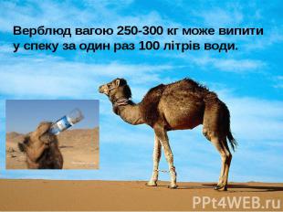 Верблюд вагою 250-300 кг може випити у спеку за один раз 100 літрів води.