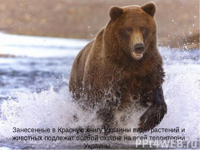 Занесенные в Красную книгу Украины виды растений и животных подлежат особой охране на всей территории Украины.