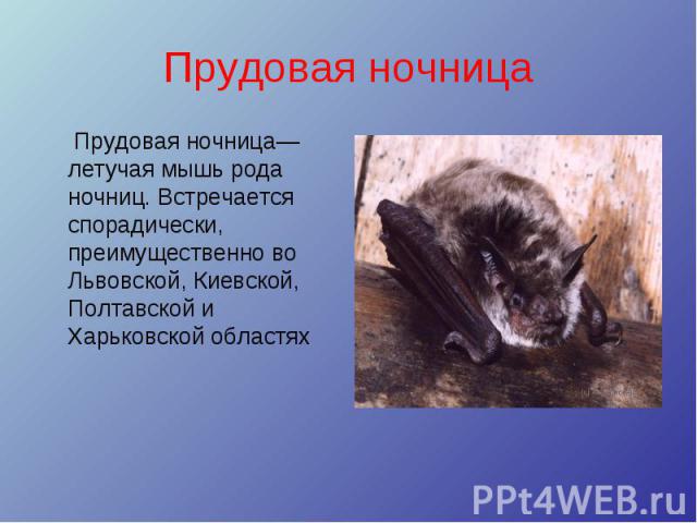 Прудовая ночница Прудовая ночница— летучая мышь рода ночниц. Встречается спорадически, преимущественно во Львовской, Киевской, Полтавской и Харьковской областях