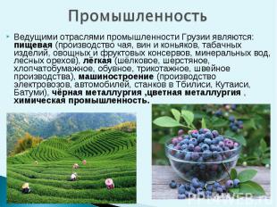 Ведущими отраслями промышленности Грузии являются: пищевая (производство чая, ви