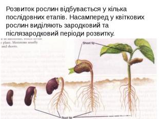Розвиток рослин відбувається у кілька послідовних етапів. Насамперед у квіткових