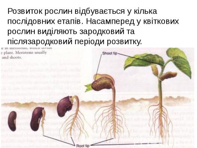 Розвиток рослин відбувається у кілька послідовних етапів. Насамперед у квіткових рослин виділяють зародковий та післязародковий періоди розвитку. Розвиток рослин відбувається у кілька послідовних етапів. Насамперед у квіткових рослин виділяють зарод…