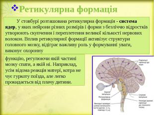 Ретикулярна формація