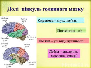 Долі півкуль головного мозку