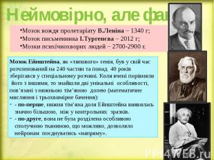 Неймовірно, але факт! Мозок вождя пролетаріату В.Леніна – 1340 г; Мозок письменн