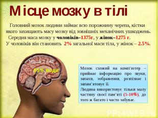 Місце мозку в тілі Головний мозок людини займає всю порожнину черепа, кістки яко