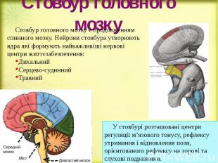 Стовбур головного мозку Стовбур головного мозку є продовженням спинного мозку. Н