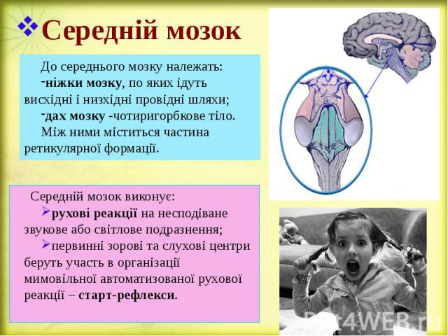 Середній мозок До середнього мозку належать: ніжки мозку, по яких ідуть висхідні і низхідні провідні шляхи; дах мозку -чотиригорбкове тіло. Між ними міститься частина ретикулярної формації.