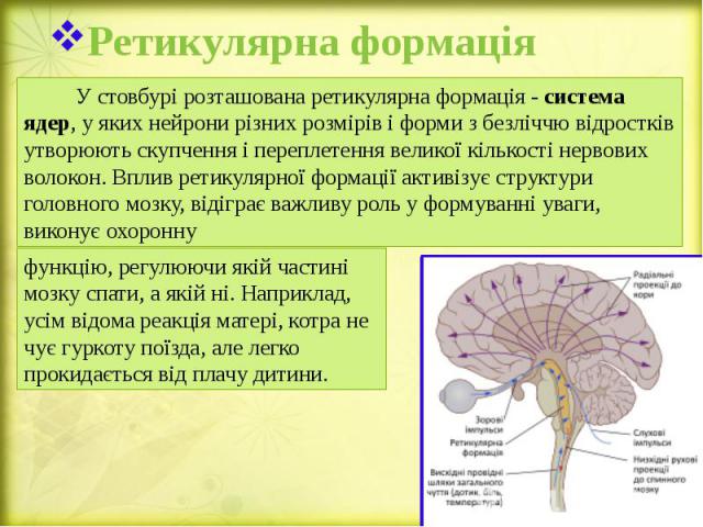 Ретикулярна формація