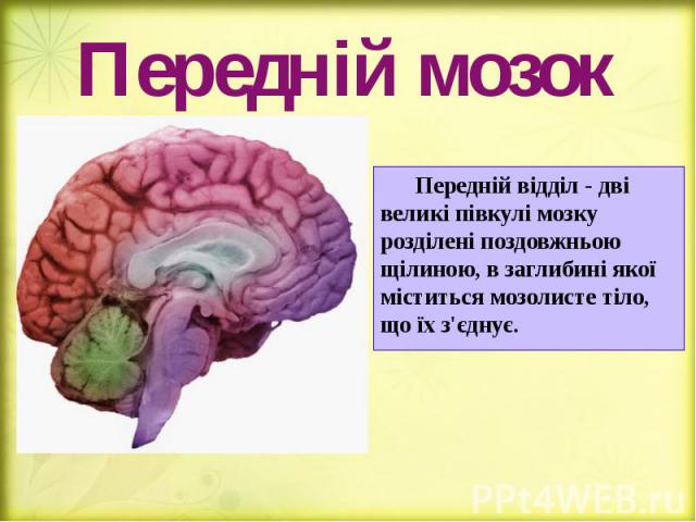 Передній мозок Передній відділ - дві великі півкулі мозку розділені поздовжньою щілиною, в заглибині якої міститься мозолисте тіло, що їх з'єднує.