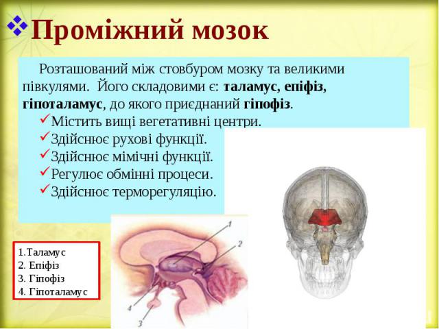 Проміжний мозок Розташований між стовбуром мозку та великими півкулями. Його складовими є: таламус, епіфіз, гіпоталамус, до якого приєднаний гіпофіз. Містить вищі вегетативні центри. Здійснює рухові функції. Здійснює мімічні функції. Регулює обмінні…