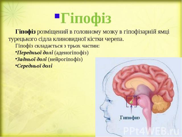 Гіпофіз Гіпофіз розміщений в головному мозку в гіпофізарній ямці турецького сідла клиновидної кістки черепа. Гіпофіз складається з трьох частин: Передньої долі (аденогіпофіз) Задньої долі (нейрогіпофіз) Середньої долі