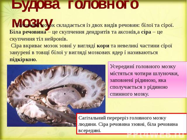 Будова головного мозку Головний мозок складається із двох видів речовин: білої та сірої. Біла речовина – це скупчення дендритів та аксонів,а сіра – це скупчення тіл нейронів. Сіра вкриває мозок зовні у вигляді кори та невеликі частини сірої занурені…