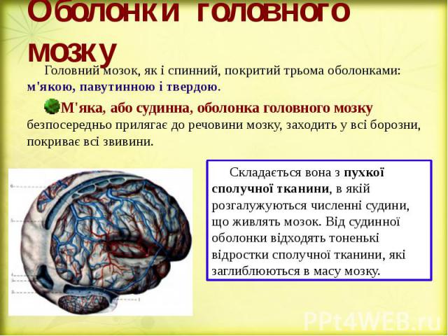 Оболонки головного мозку Головний мозок, як і спинний, покритий трьома оболонками: м'якою, павутинною і твердою. М'яка, або судинна, оболонка головного мозку безпосередньо прилягає до речовини мозку, заходить у всі борозни, покриває всі звивини.