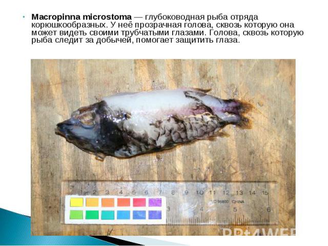 Macropinna microstoma — глубоководная рыба отряда корюшкообразных. У неё прозрачная голова, сквозь которую она может видеть своими трубчатыми глазами. Голова, сквозь которую рыба следит за добычей, помогает защитить глаза. Macropinna microstoma…