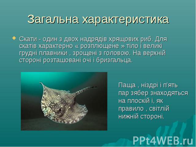 Загальна характеристика Скати - один з двох надрядів хрящових риб. Для скатів характерно « розплющене » тіло і великі грудні плавники , зрощені з головою. На верхній стороні розташовані очі і бризгальца.