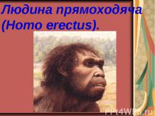 Людина прямоходяча (Homo erectus).
