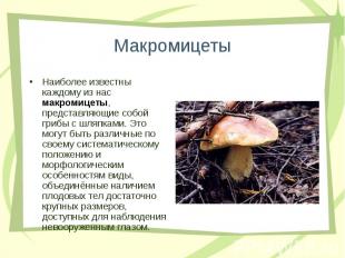 Наиболее известны каждому из нас макромицеты, представляющие собой грибы с шляпк