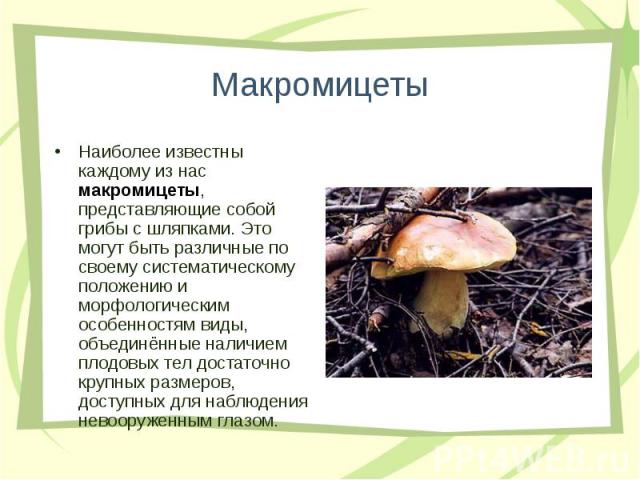 Наиболее известны каждому из нас макромицеты, представляющие собой грибы с шляпками. Это могут быть различные по своему систематическому положению и морфологическим особенностям виды, объединённые наличием плодовых тел достаточно крупных размеров, д…