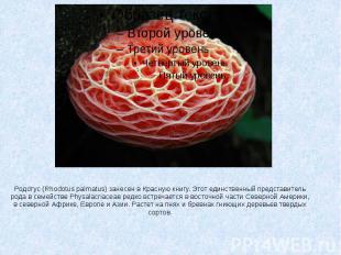 Родотус (Rhodotus palmatus) занесен в Красную книгу. Этот единственный представи