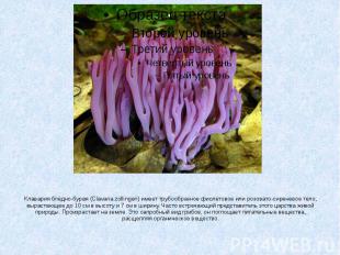 Клавария бледно-бурая (Clavaria zollingeri) имеет трубообразное фиолетовое или р