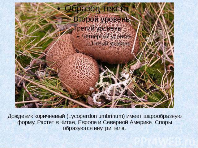 Дождевик коричневый (Lycoperdon umbrinum) имеет шарообразную форму. Растет в Китае, Европе и Северной Америке. Споры образуются внутри тела.