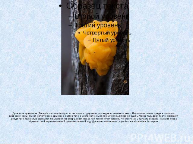 Дрожалка оранжевая (Tremella mesenterica) растет на мертвых деревьях или недавно упавших ветках. Появляется после дождя в разломах древесной коры. Имеет желатиновое оранжево-желтое тело с многочисленными извилинами, липкое на ощупь. Через пару дней …