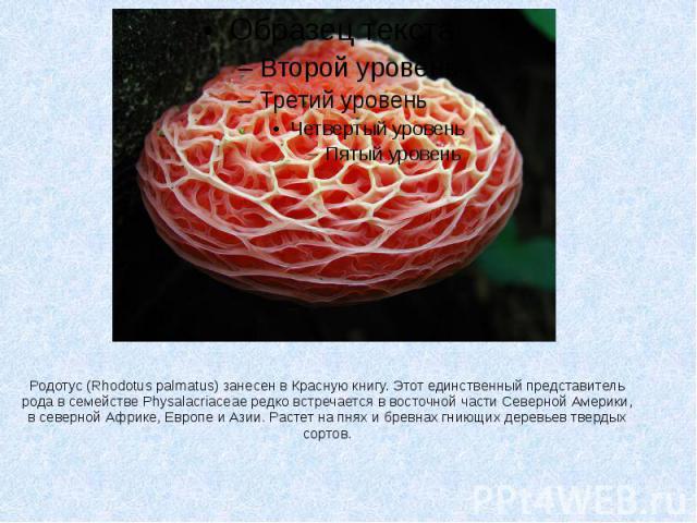 Родотус (Rhodotus palmatus) занесен в Красную книгу. Этот единственный представитель рода в семействе Physalacriaceae редко встречается в восточной части Северной Америки, в северной Африке, Европе и Азии. Растет на пнях и бревнах гниющих деревьев т…