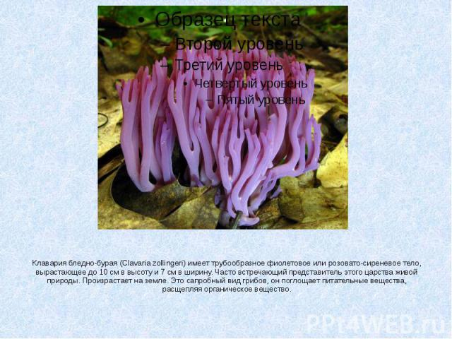 Клавария бледно-бурая (Clavaria zollingeri) имеет трубообразное фиолетовое или розовато-сиреневое тело, вырастающее до 10 см в высоту и 7 см в ширину. Часто встречающий представитель этого царства живой природы. Произрастает на земле. Это сапробный …