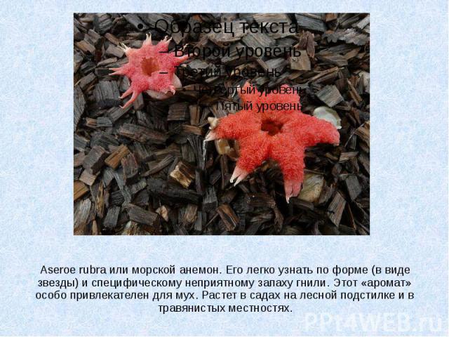 Aseroe rubra или морской анемон. Его легко узнать по форме (в виде звезды) и специфическому неприятному запаху гнили. Этот «аромат» особо привлекателен для мух. Растет в садах на лесной подстилке и в травянистых местностях.