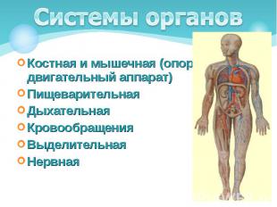 Костная и мышечная (опорно-двигательный аппарат) Костная и мышечная (опорно-двиг