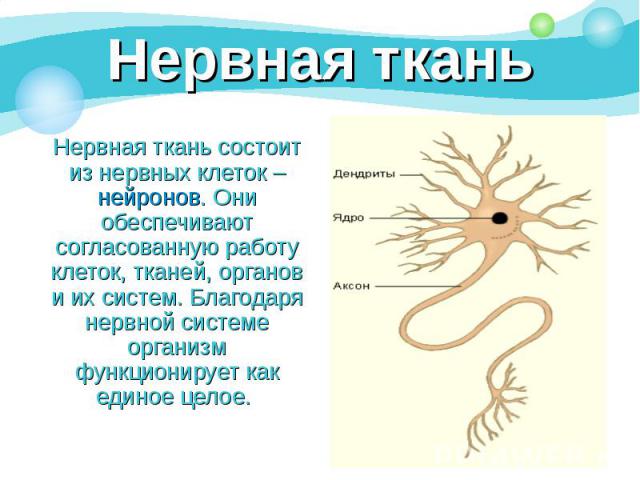 Нервная ткань состоит из нервных клеток – нейронов. Они обеспечивают согласованную работу клеток, тканей, органов и их систем. Благодаря нервной системе организм функционирует как единое целое. Нервная ткань состоит из нервных клеток – нейронов. Они…