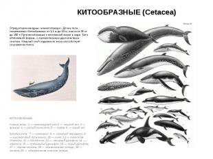 КИТООБРАЗНЫЕ (Cetacea) Отряд вторичноводных млекопитающих. Длина тела современны