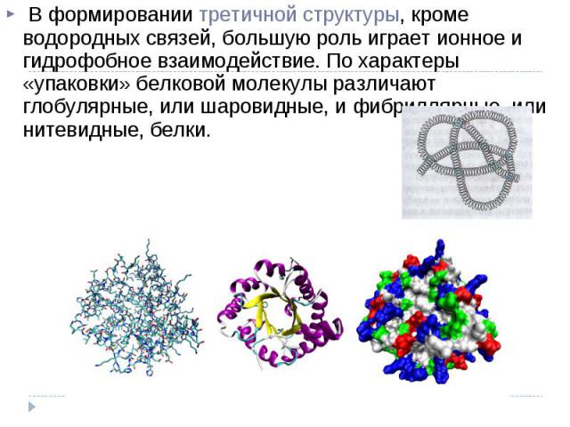 В формировании третичной структуры, кроме водородных связей, большую роль играет ионное и гидрофобное взаимодействие. По характеры «упаковки» белковой молекулы различают глобулярные, или шаровидные, и фибриллярные, или нитевидные, белки. В формирова…