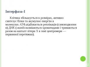 Інтерфаза-І Клітина збільшується в розмірах, активно синтезує&nbsp;білки&nbsp;та