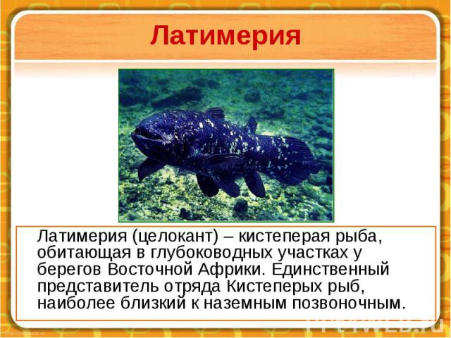 Латимерия Латимерия (целокант) – кистеперая рыба, обитающая в глубоководных участках у берегов Восточной Африки. Единственный представитель отряда Кистеперых рыб, наиболее близкий к наземным позвоночным.
