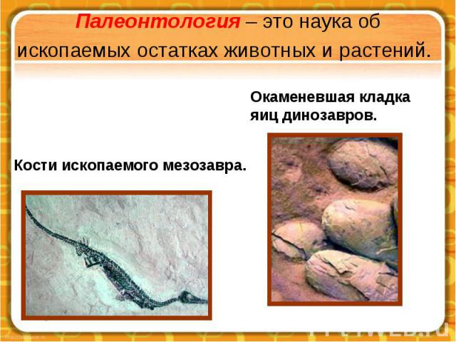 Палеонтология – это наука об ископаемых остатках животных и растений.