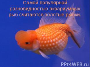 Самой популярной разновидностью аквариумных рыб считаются золотые рыбки.