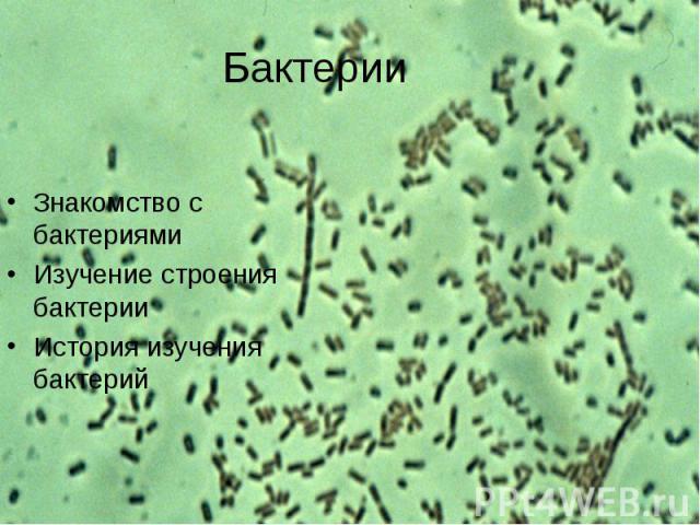 Знакомство с бактериями Знакомство с бактериями Изучение строения бактерии История изучения бактерий