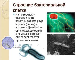 На поверхности бактерий часто заметны разного рода жгутики (пилли) и ворсинки (ф