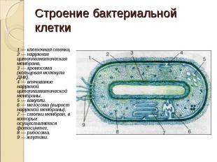 1 — клеточная стенка, 2 — наружная цитоплазматическая мембрана, 3 — хромосома (к